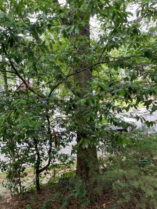 Appartement Simple Elegant Townhouse Dt Raleigh Ncsu Extérieur photo